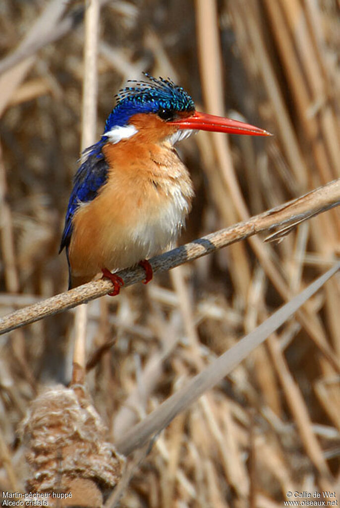 Malachite Kingfisheradult