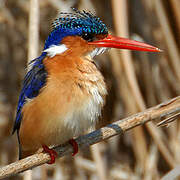 Malachite Kingfisher