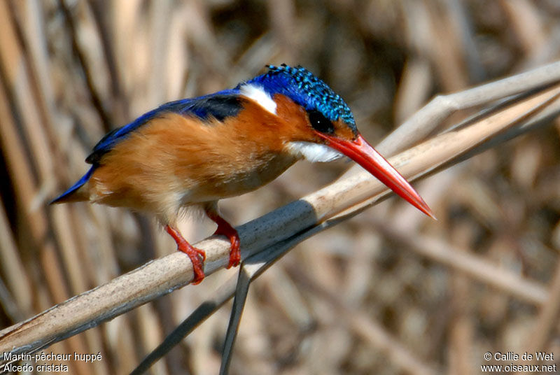 Malachite Kingfisheradult