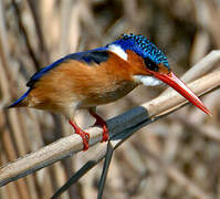 Malachite Kingfisher