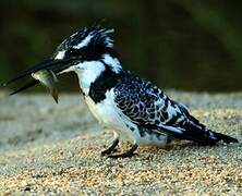 Pied Kingfisher