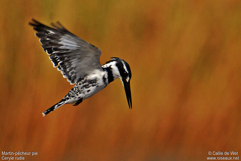 Pied Kingfisher male adult