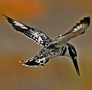 Pied Kingfisher