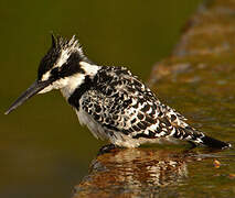 Pied Kingfisher