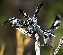 Pied Kingfisher