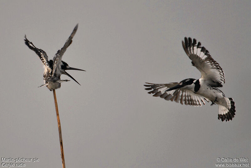 Pied Kingfisher female adult