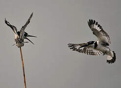 Pied Kingfisher