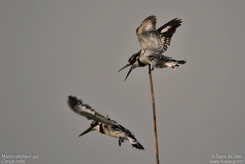 Pied Kingfisher female adult