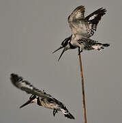 Pied Kingfisher