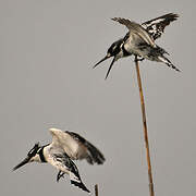 Pied Kingfisher