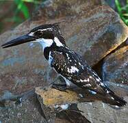 Pied Kingfisher