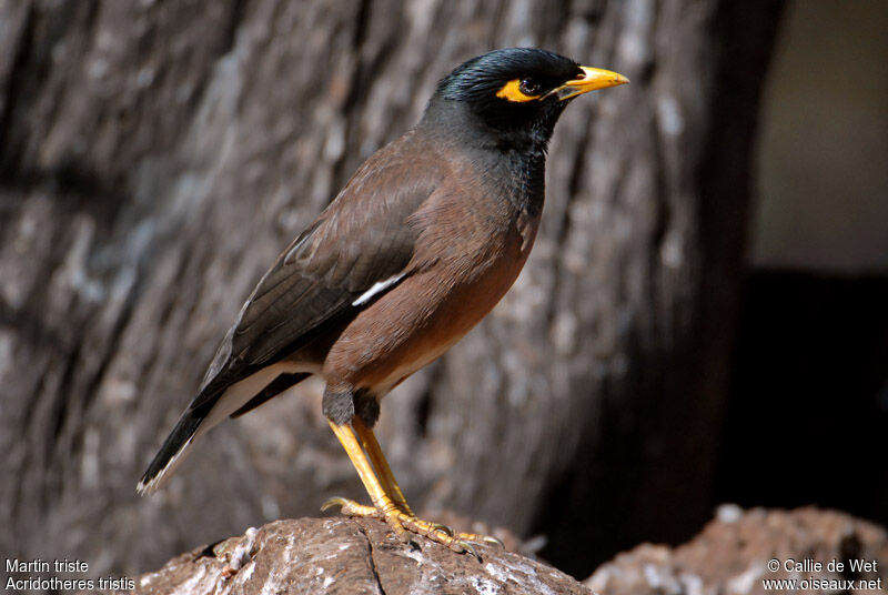 Common Mynaadult