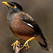 Common Myna