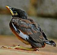 Common Myna