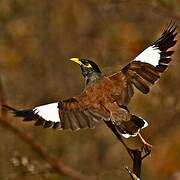 Common Myna