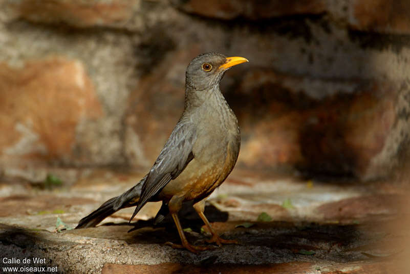 Merle du Karrooadulte, identification