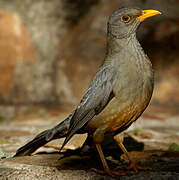 Karoo Thrush