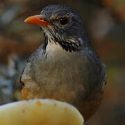 Kurrichane Thrush