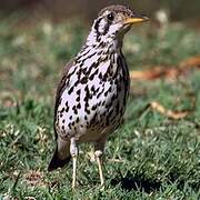 Groundscraper Thrush