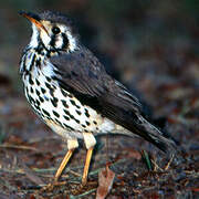 Groundscraper Thrush