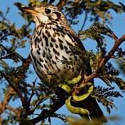 Groundscraper Thrush