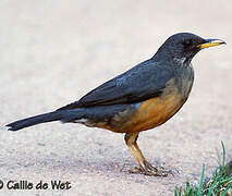 Olive Thrush