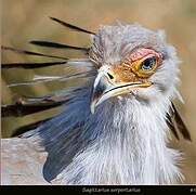 Secretarybird