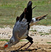 Secretarybird