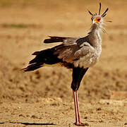 Secretarybird