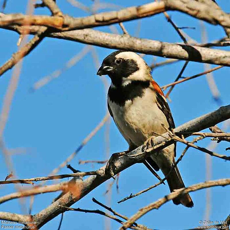 Moineau mélanure mâle adulte