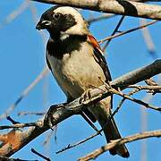 Cape Sparrow