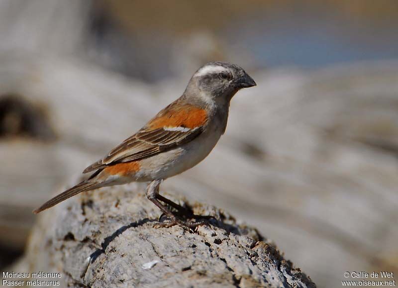 Moineau mélanure femelle adulte