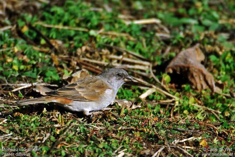 Southern Grey-headed Sparrow