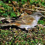 Southern Grey-headed Sparrow