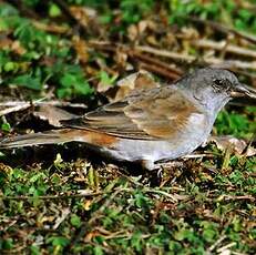 Moineau sud-africain