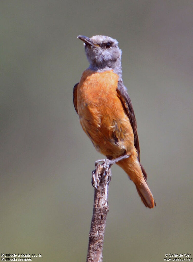 Short-toed Rock Thrush male adult