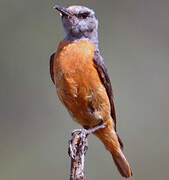 Short-toed Rock Thrush