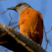 Cape Rock Thrush