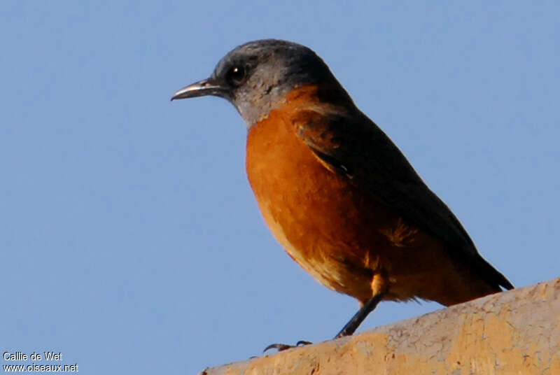 Cape Rock Thrush male adult