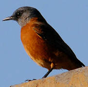 Cape Rock Thrush