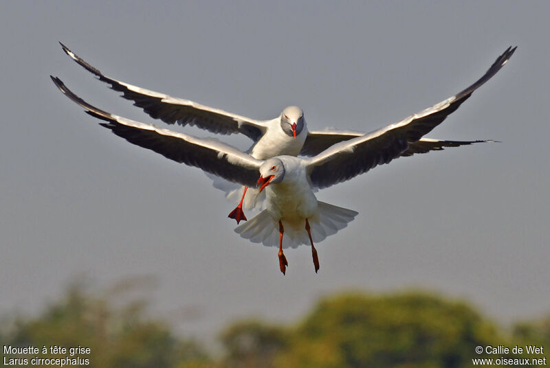 Grey-headed Gull