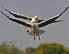 Mouette à tête grise