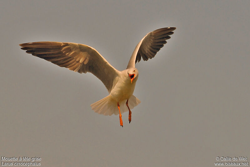 Mouette à tête grise