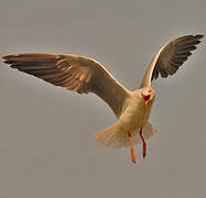 Grey-headed Gull