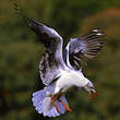 Mouette à tête grise