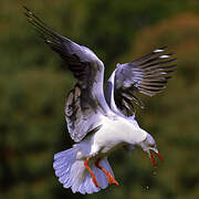 Grey-headed Gull