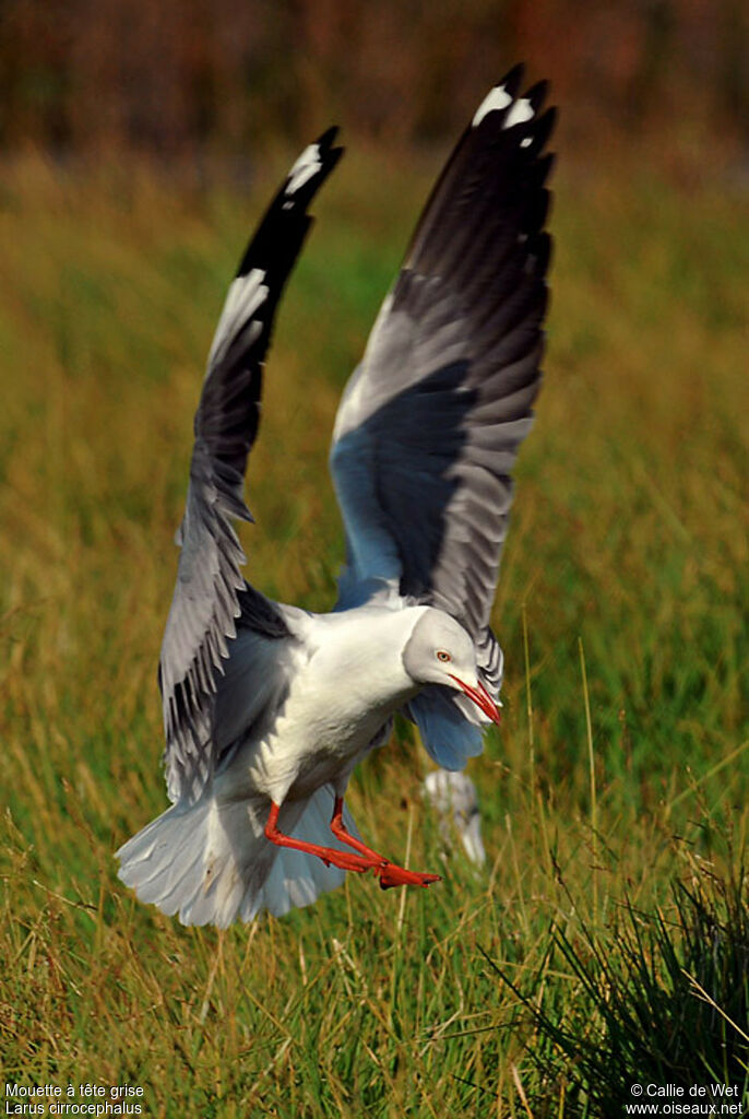 Mouette à tête grise