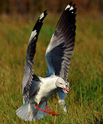 Grey-headed Gull