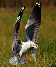 Mouette à tête grise