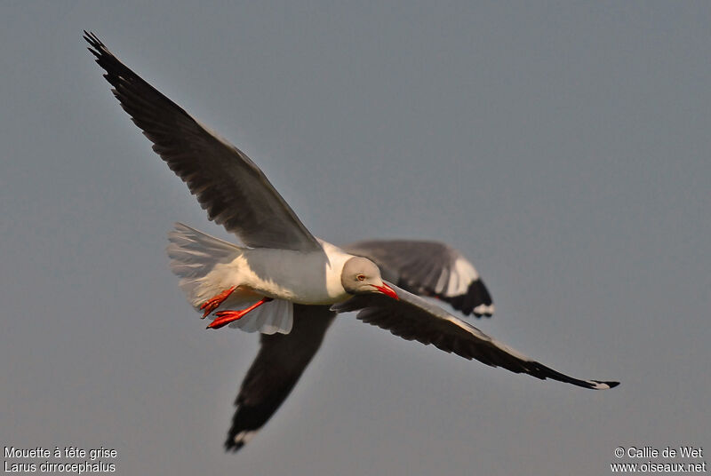 Grey-headed Gull